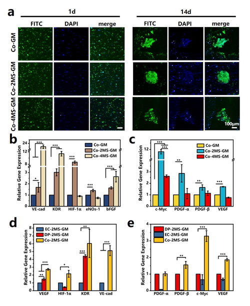 上海硅酸鹽所在無機(jī)材料結(jié)合多細(xì)胞生物3d打印用于毛發(fā)再生方面取得重要研究進(jìn)展